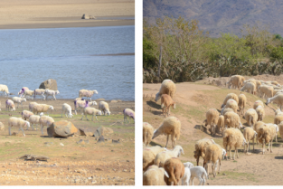 BẢO HỘ CHỈ DẪN ĐỊA LÝ “NINH THUẬN” CHO SẢN PHẨM THỊT CỪU