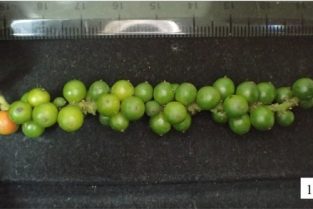 BẢO HỘ CHỈ DẪN ĐỊA LÝ “BÀ RỊA – VŨNG TÀU” CHO SẢN PHẨM HẠT TIÊU ĐEN