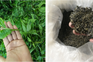 BẢO HỘ CHỈ DẪN ĐỊA LÝ “HÀ GIANG” CHO SẢN PHẨM CHÈ SHAN TUYẾT